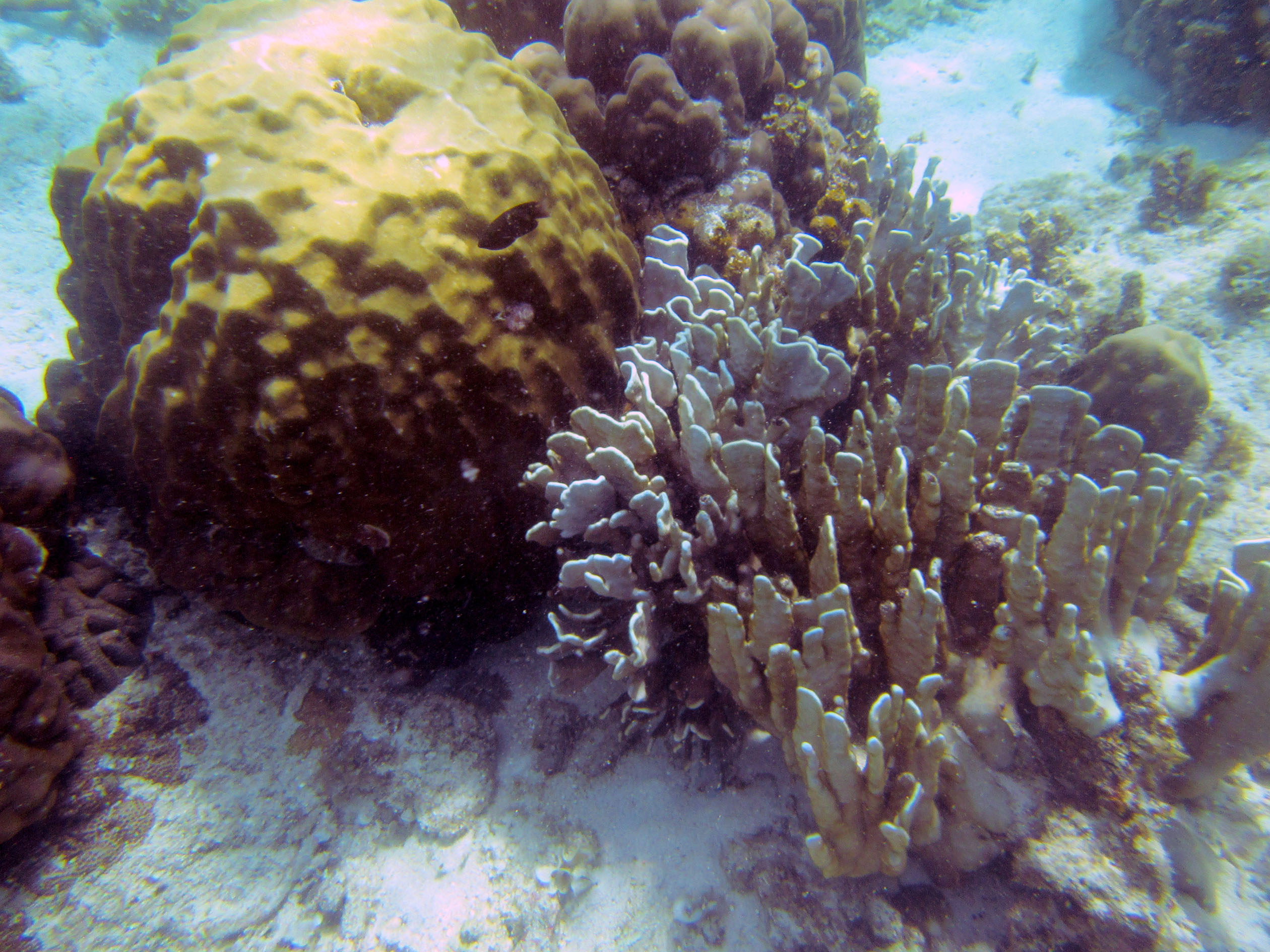 snorkeling Palawan Philippines