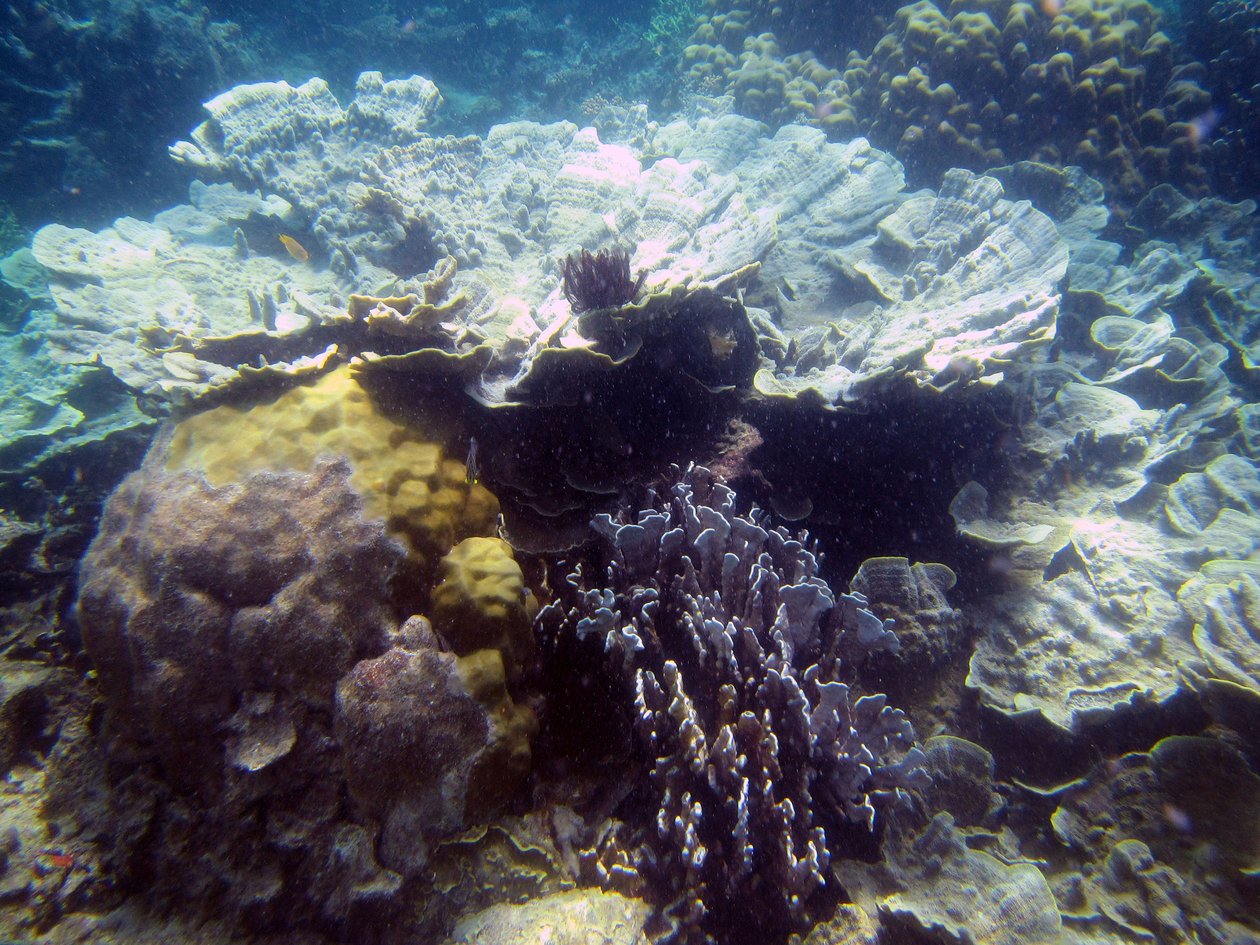 snorkeling Palawan Philippines