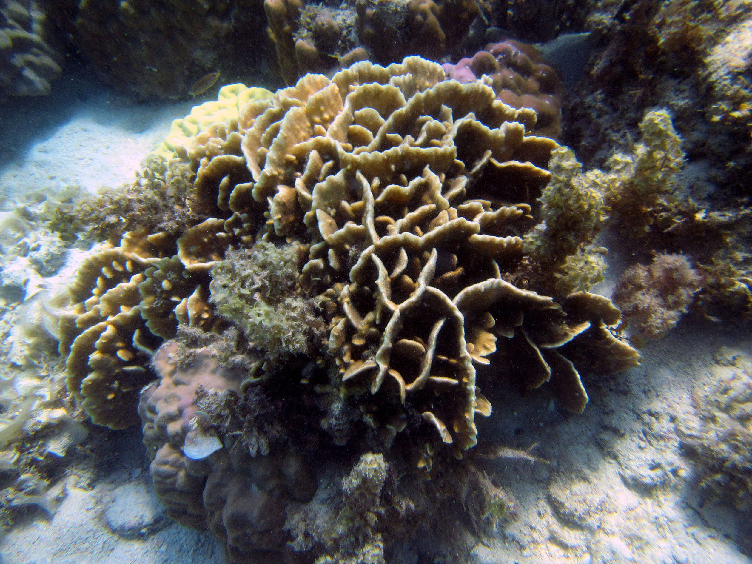 snorkeling Palawan Philippines