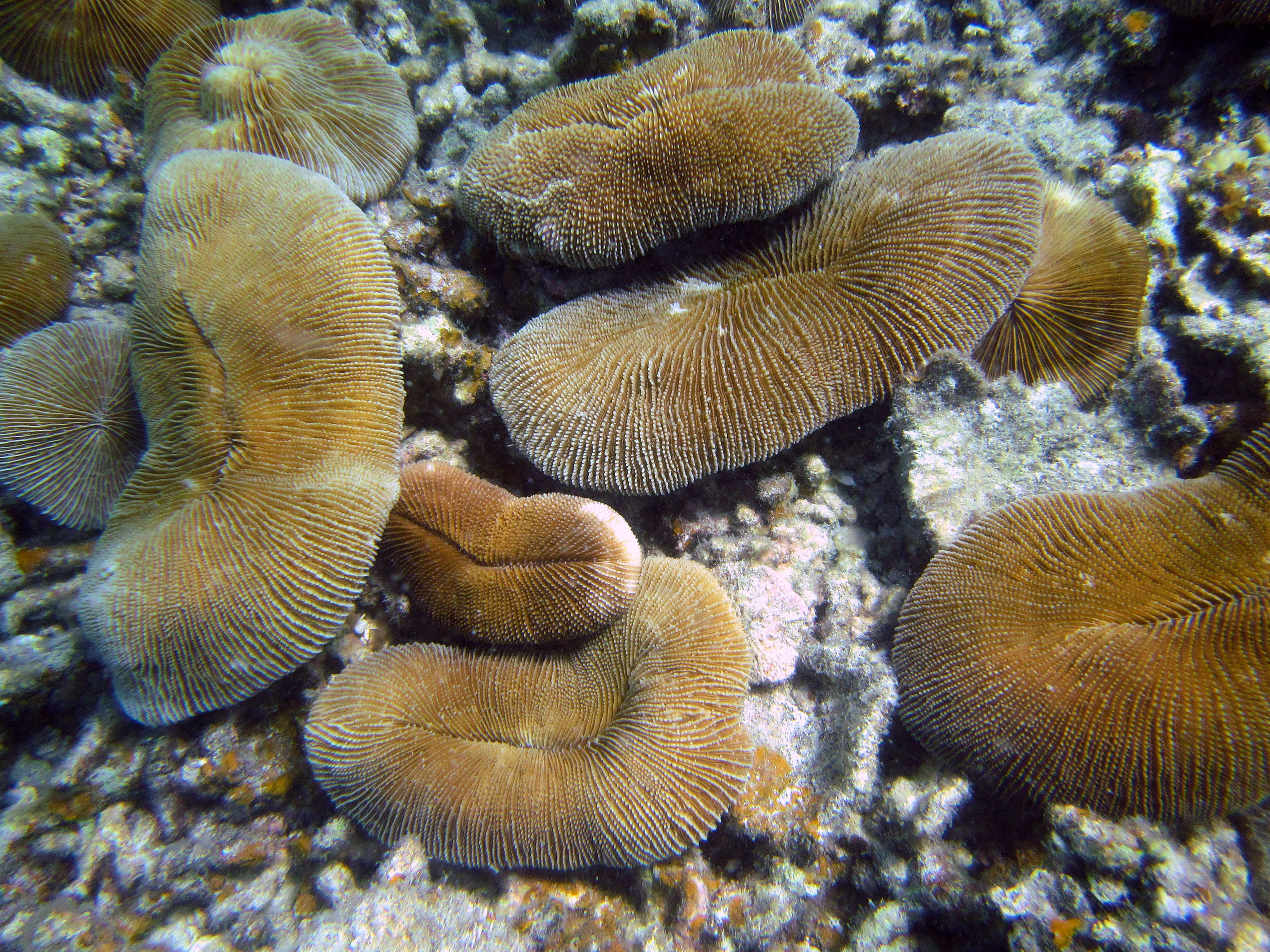 snorkeling Palawan Philippines