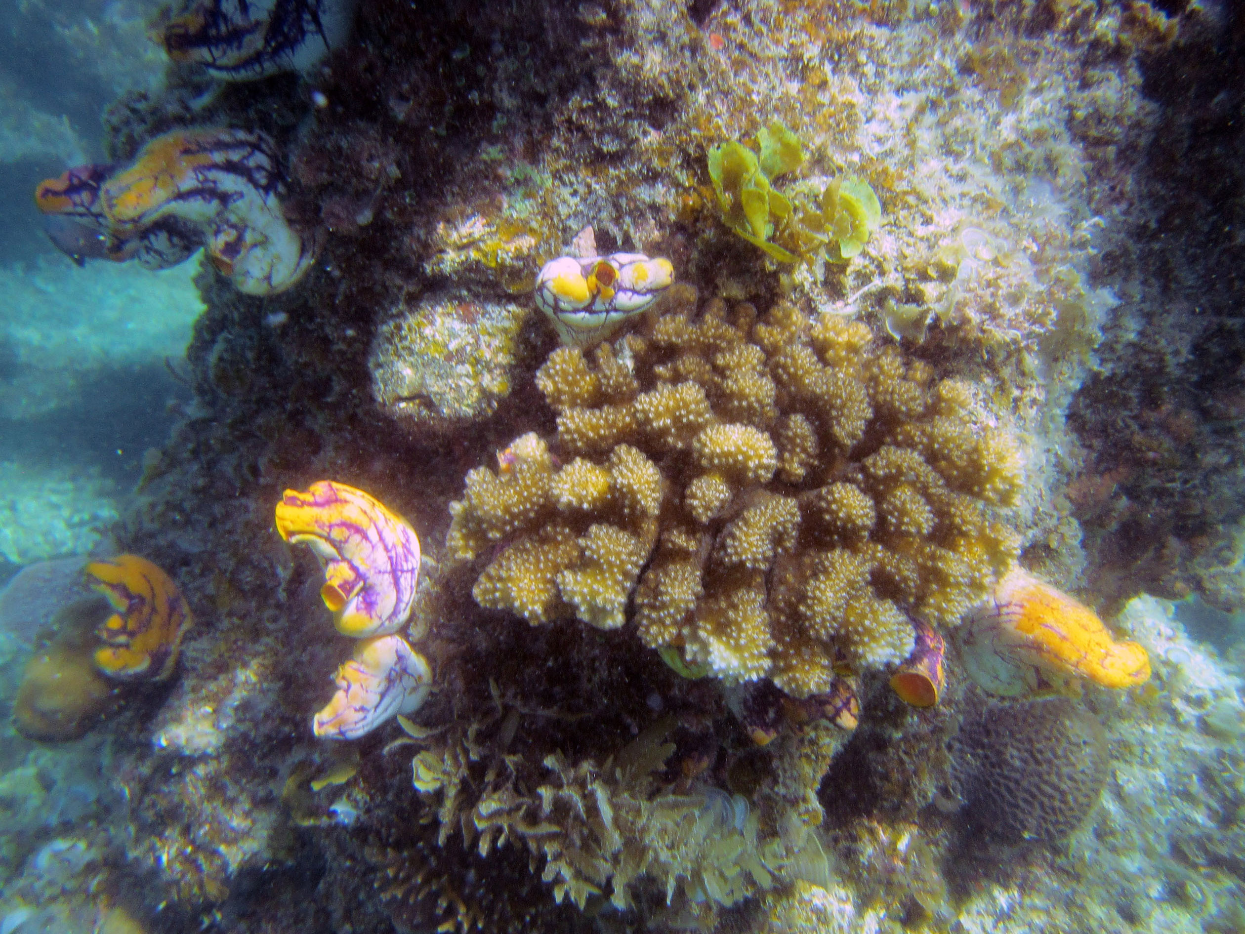 snorkeling Palawan Philippines