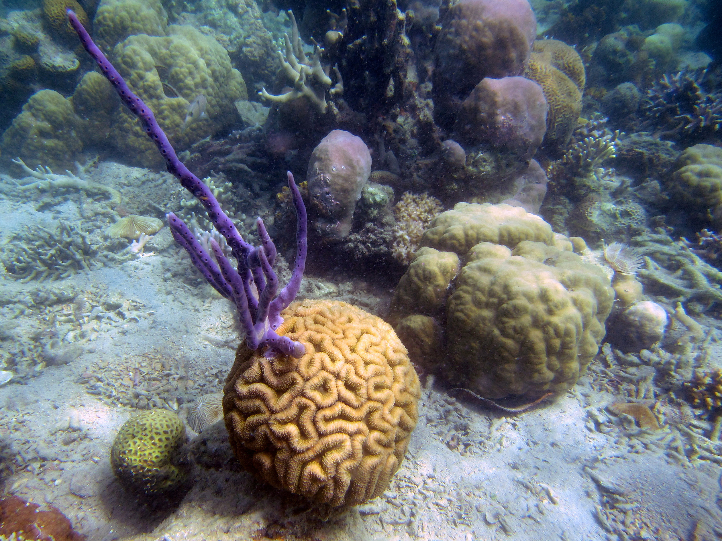 snorkeling Busuanga Island Philippines