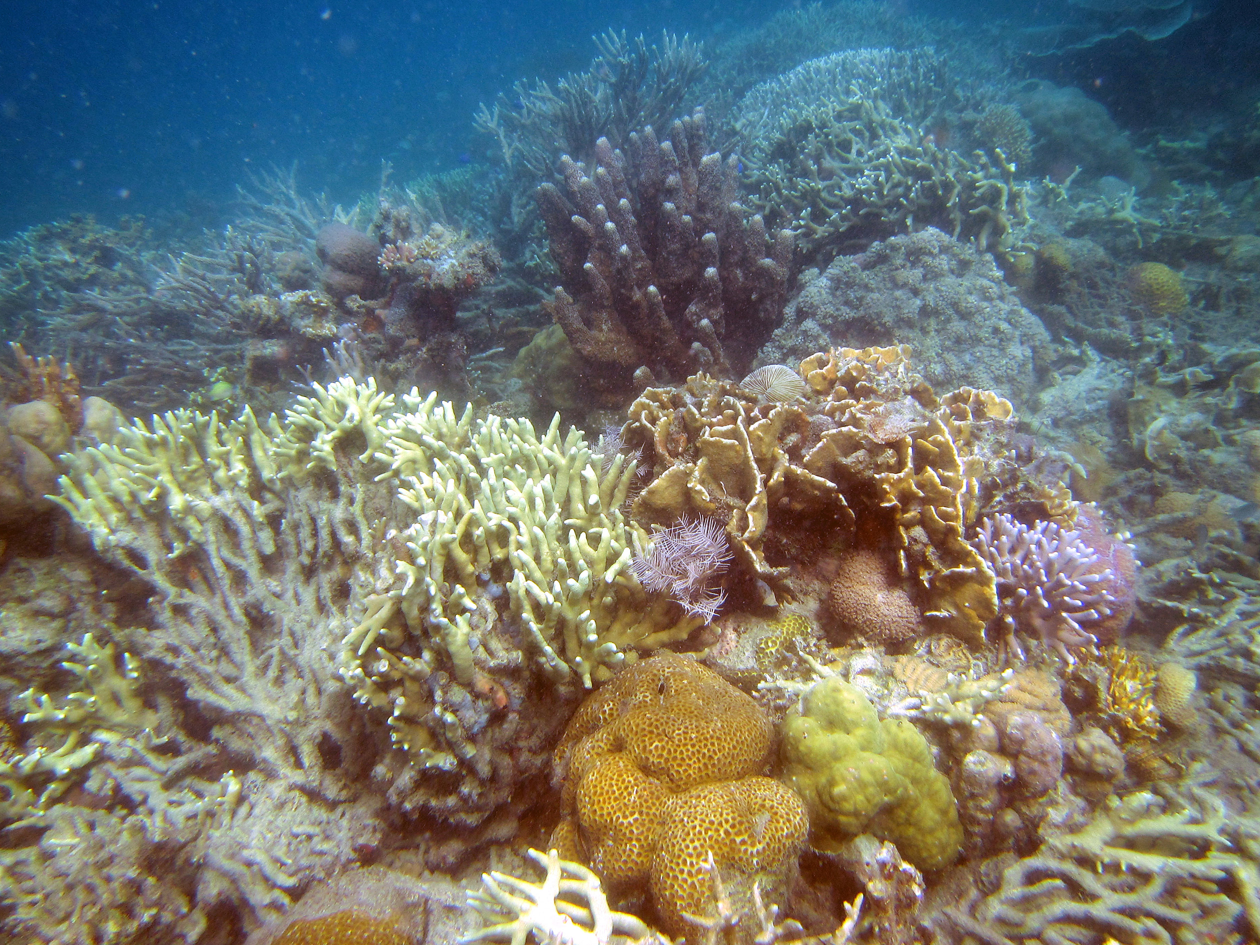 snorkeling Busuanga Island Philippines