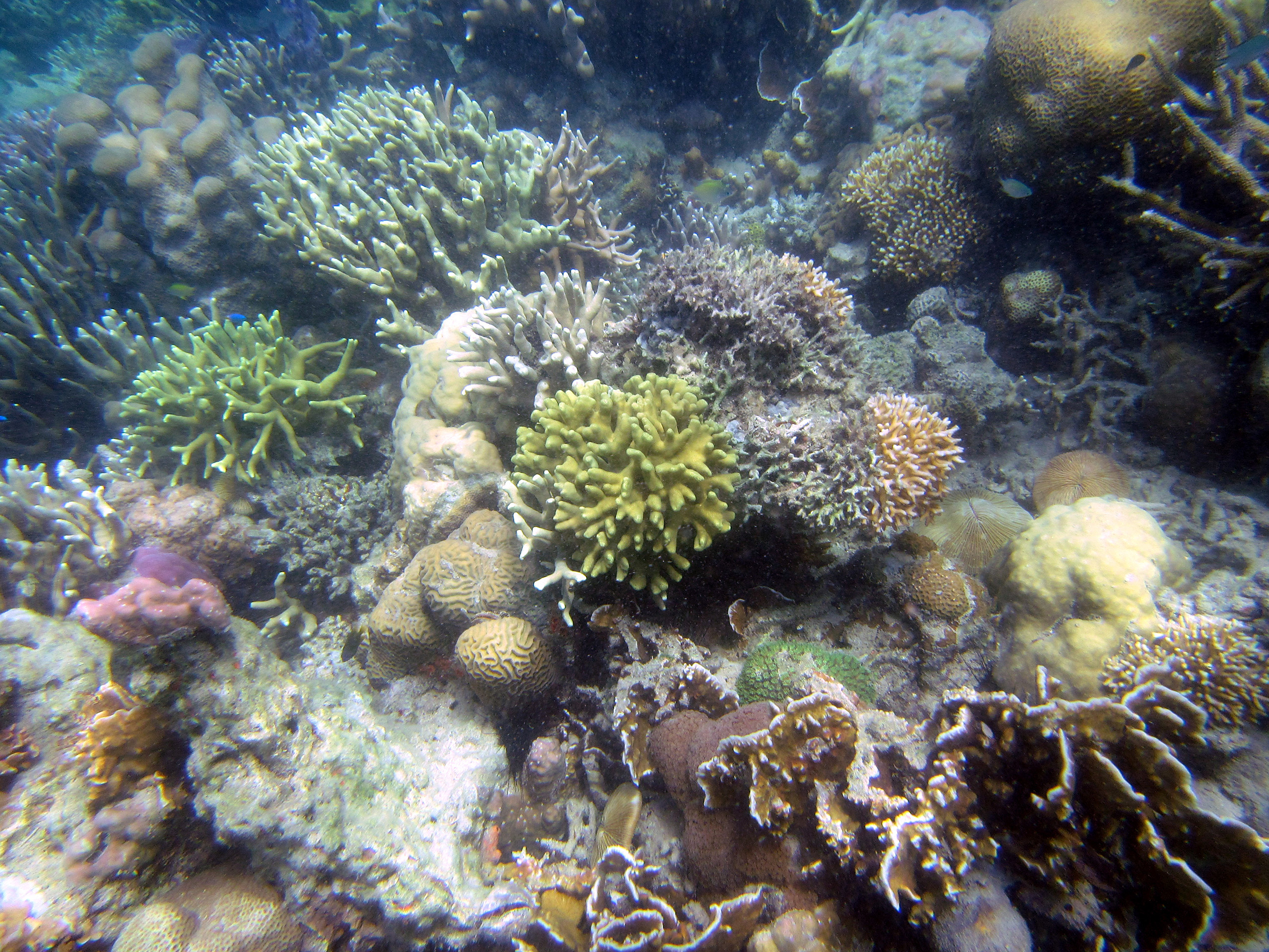 snorkeling Busuanga Island Philippines