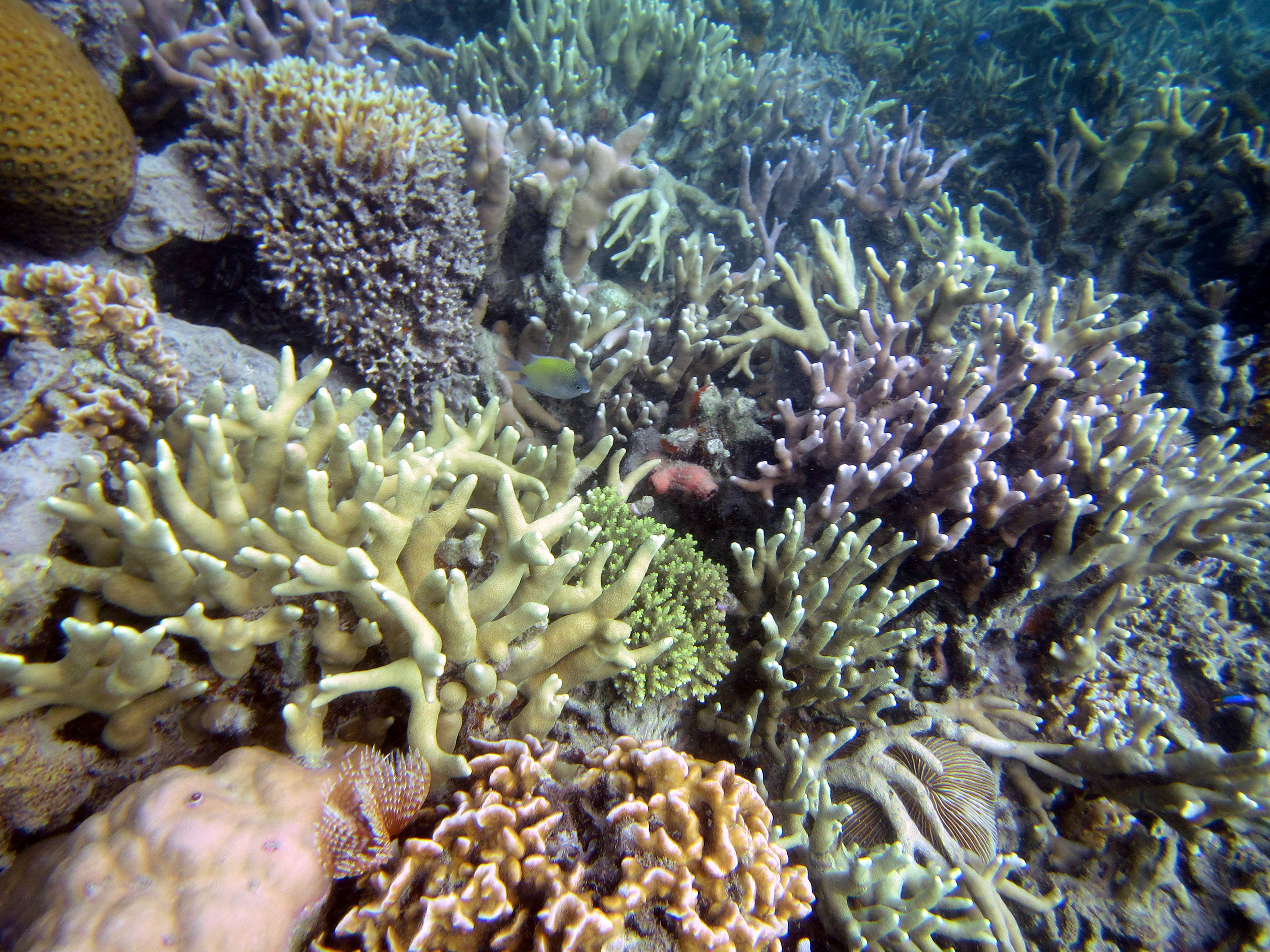 snorkeling Busuanga island Philippines