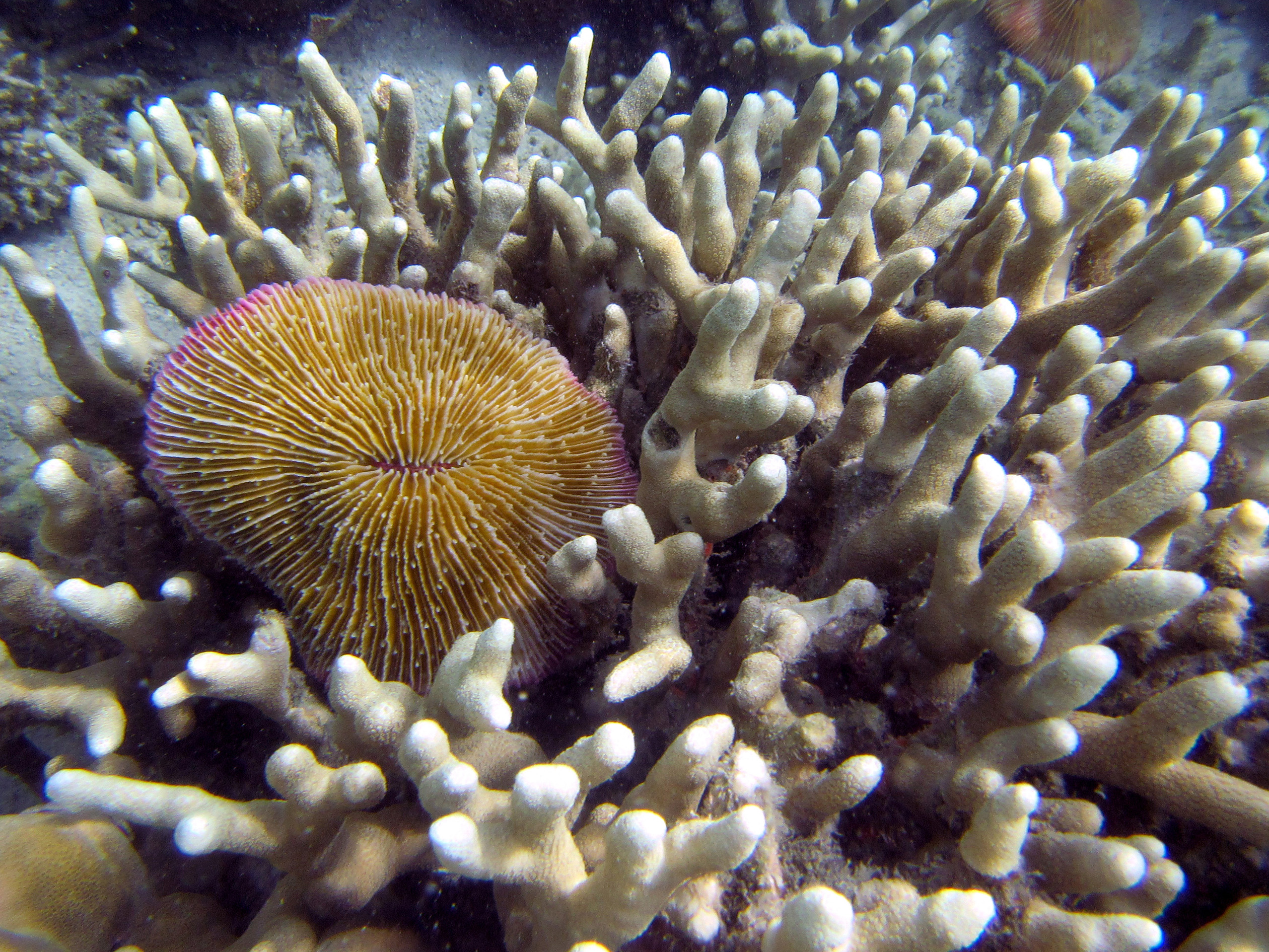 snorkeling Busuanga Island Philippines