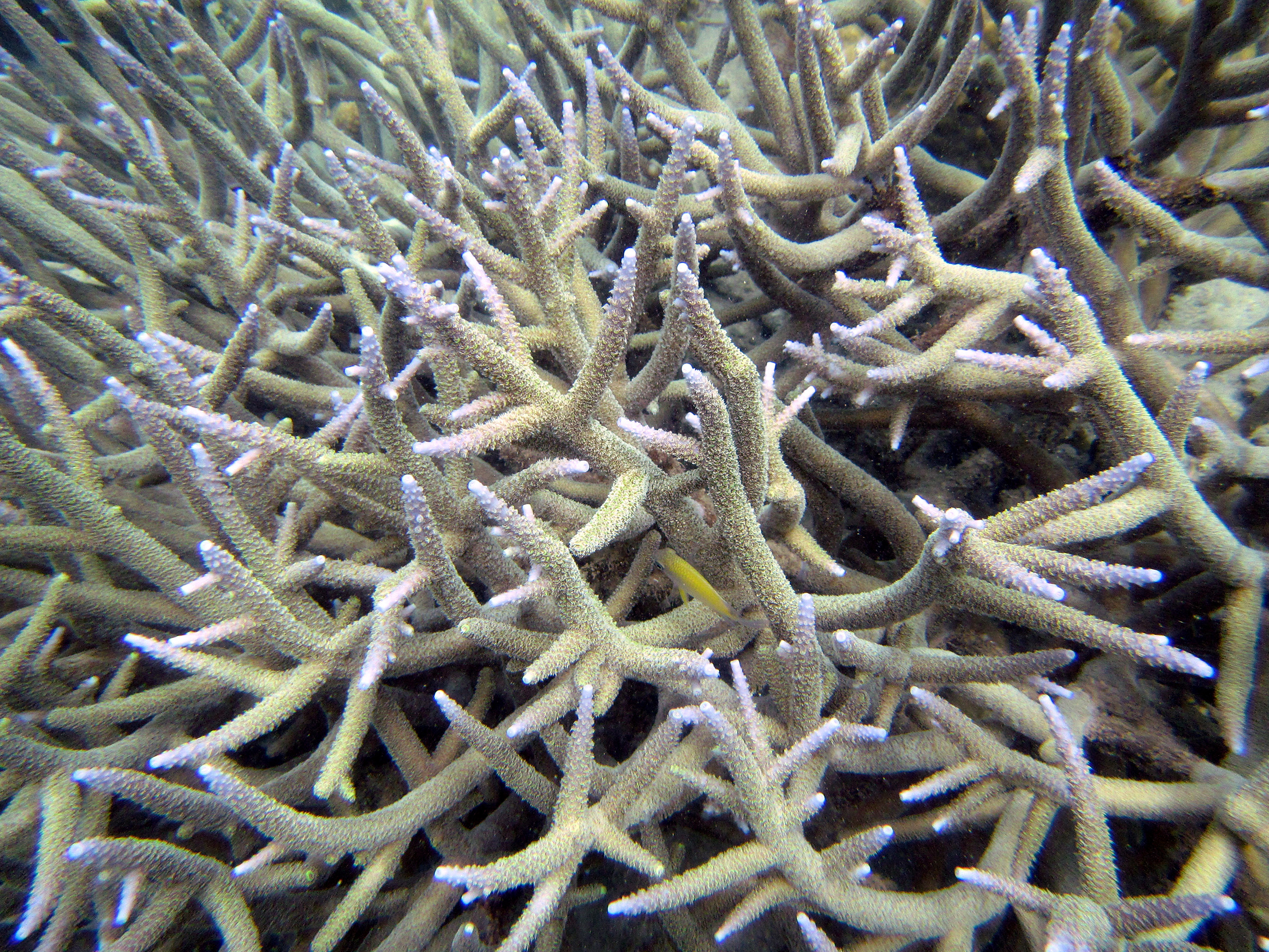 snorkeling Busuanga Island Philippines