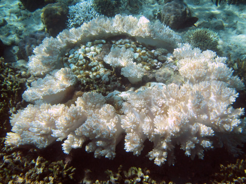 Pemuteran Bali snorkeling reef