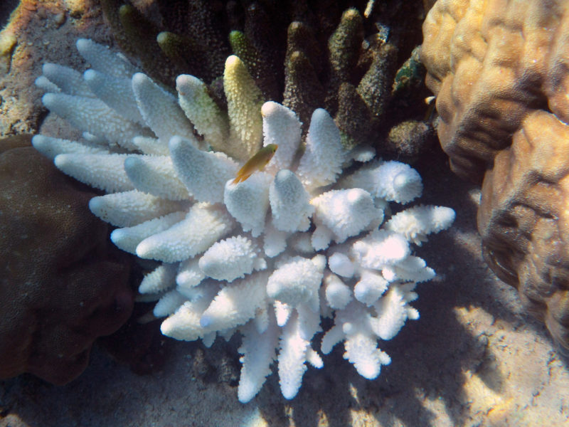 Pemuteran Bali snorkeling reef