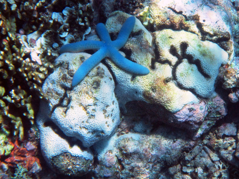 Pemuteran Bali snorkeling reef