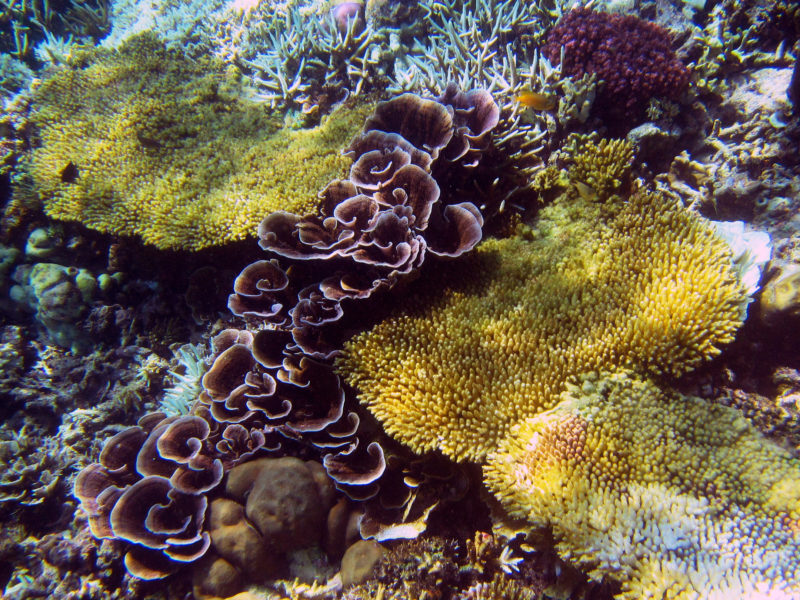 Pemuteran Bali snorkeling reef