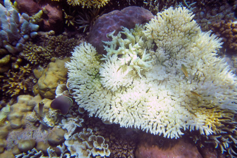 Pemuteran Bali snorkeling reef