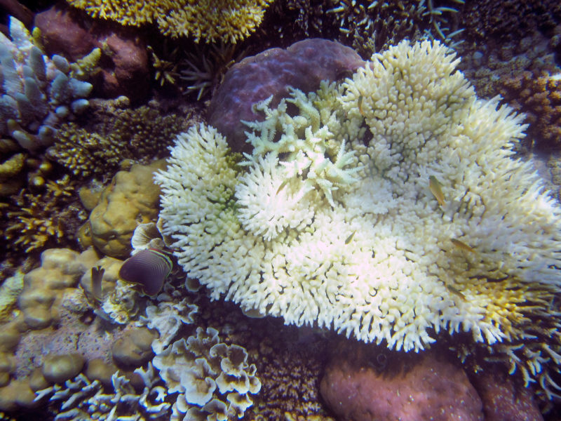 Pemuteran Bali snorkeling reef