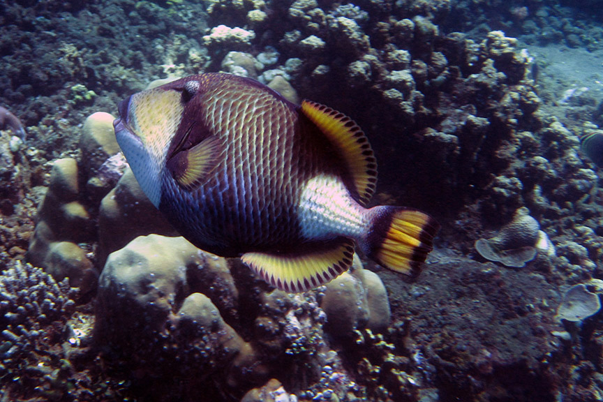 Amed Bali reef snorkeling