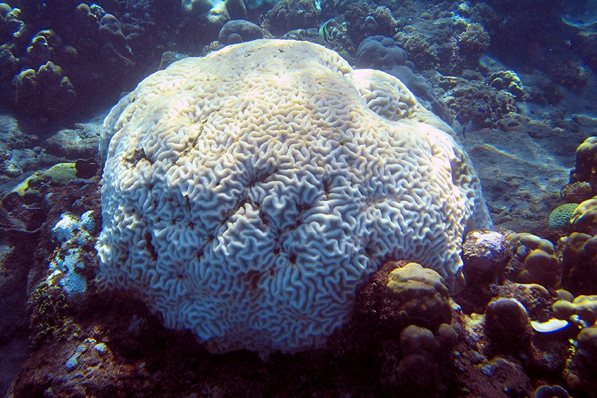 Amed Bali reef snorkeling