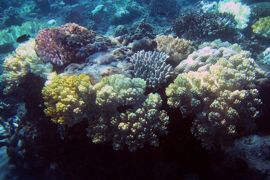 Amed Bali snorkeling