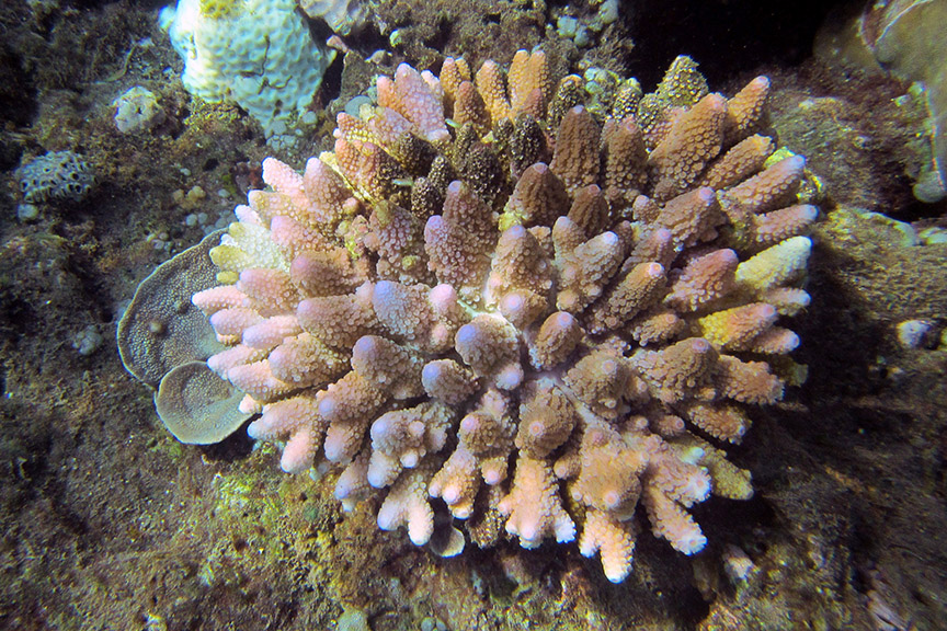 Amed Bali reef snorkeling