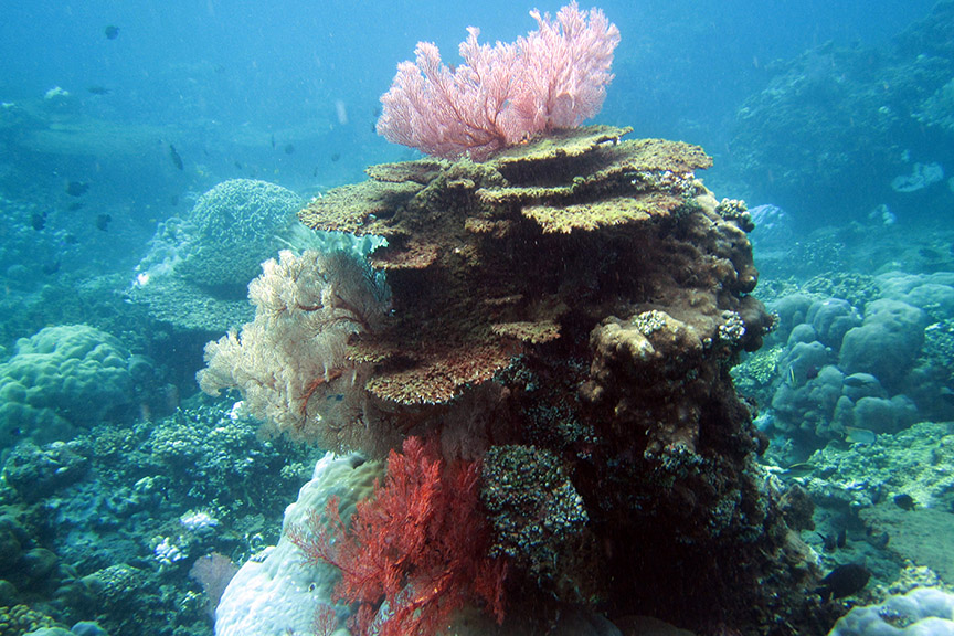 Amed Bali reef snorkeling