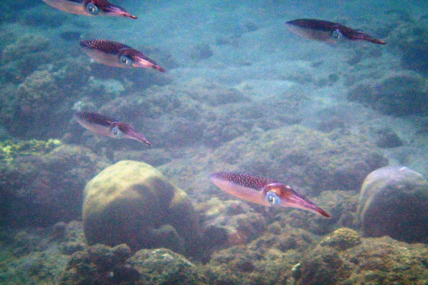 Amed Bali reef snorkeling