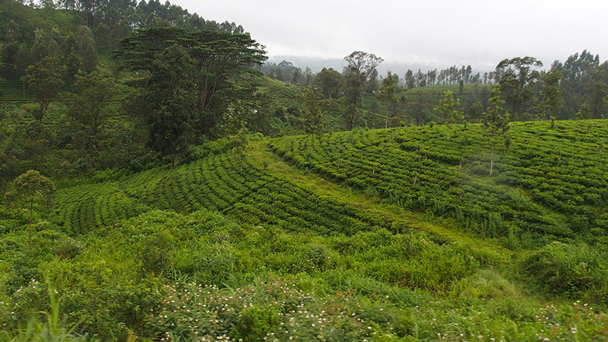 Sri Lanka southern hills trains